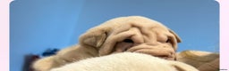 Shar Pei dogs for sale: shar peis - Advert 6