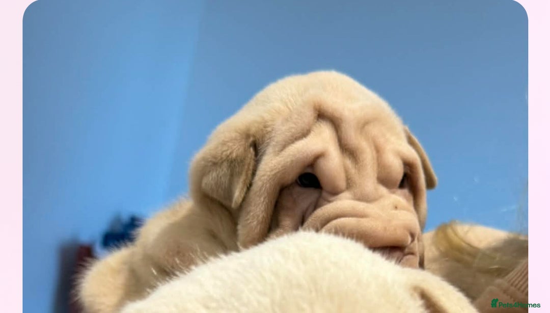 Shar Pei dogs for sale: shar peis - Advert 6