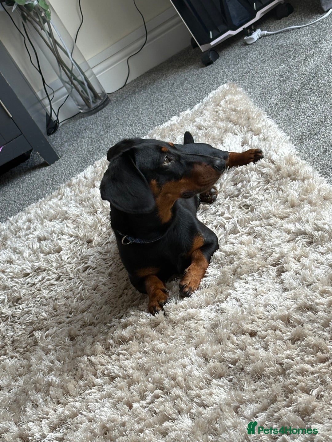 Dachshund dogs for sale: Dachshund Black and Tan  - Image 2