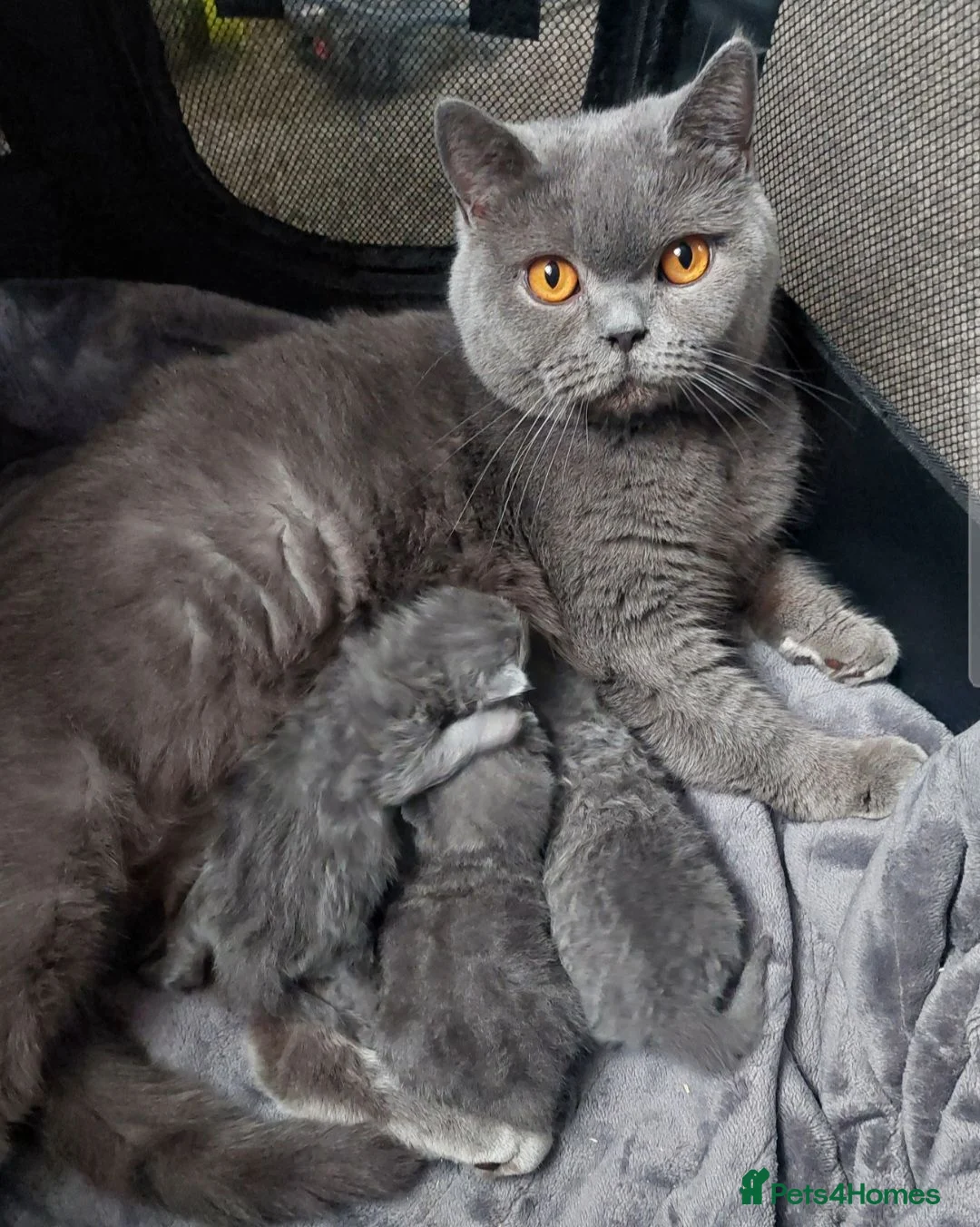 British Shorthair cats for sale: British short hair kittens  in Sheffield - Advert 1