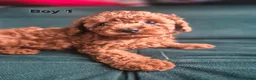 Cavapoo dogs for sale: Beautiful litter ❤️❤️ - Advert 3