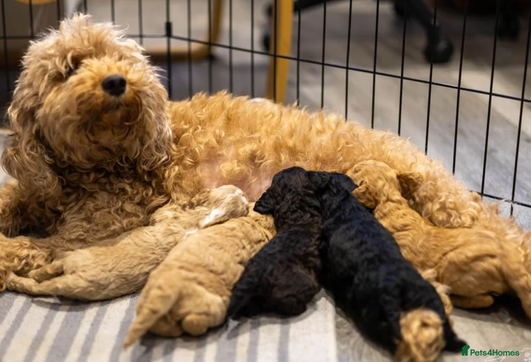 Goldendoodle dogs for sale: Black doodle boy with white apron - Advert 2