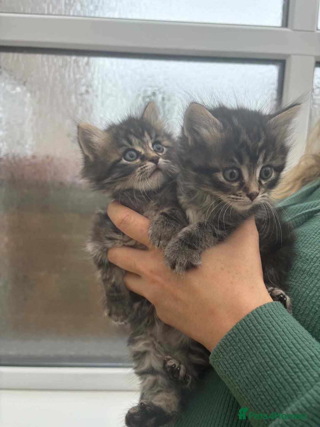 Maine Coon cats for sale: Maine coon xxx - Image 5