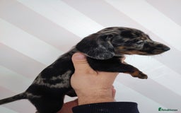 Dachshund dogs for sale: Adorable miniature dachshunds - Image 4