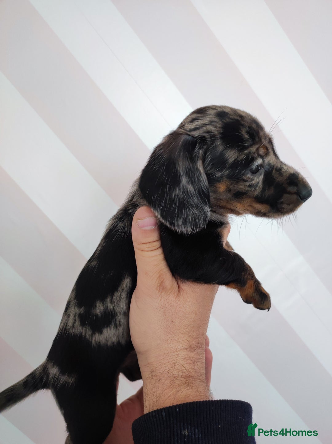 Dachshund dogs for sale: Adorable miniature dachshunds - Image 4