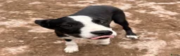 Border Collie dogs for sale: ONE REMAINING - Female Border Collie Puppies - Advert 14