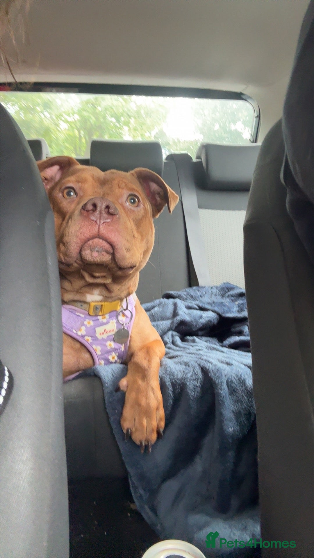 American Bully dogs 10 month old pocket bully  - Advert 2