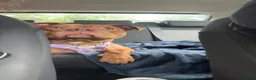 American Bully dogs for sale: 10 month old pocket bully  in Hyde - Advert 1