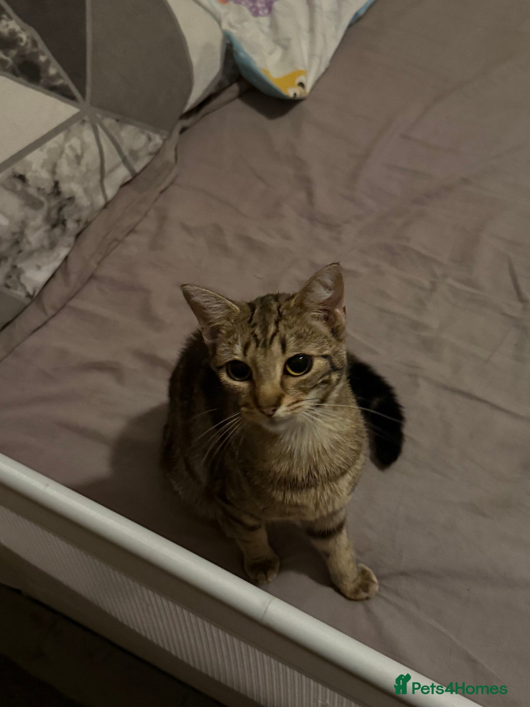 Burmilla cats for sale: Taz and Tigger  - Advert 5