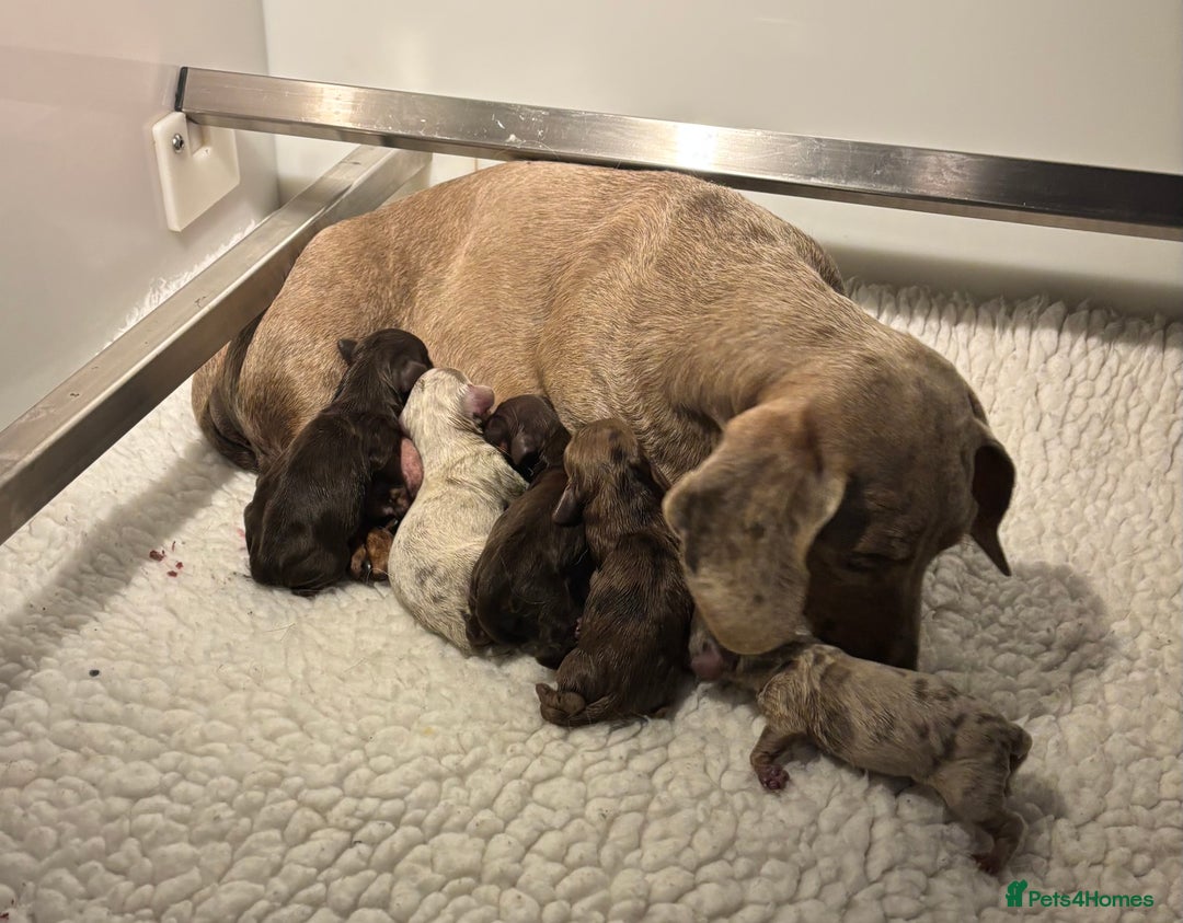 Miniature Dachshund dogs for sale: Miniature Smooth Dachshund Puppies - Image 7