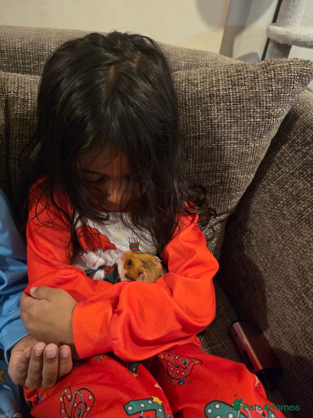 Hamster rodents for sale: Female Syrian Hamster - Advert 2