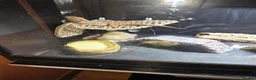 Bearded Dragon reptiles for sale: Male bearded dragon , proven breeder in Northallerton - Advert 7