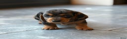 Miniature Dachshund dogs for sale: Kc reg miniature dachshund  - Advert 6