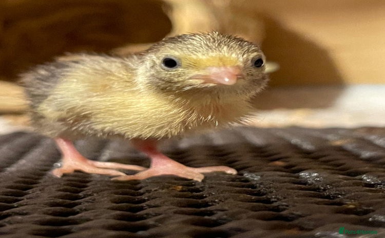 Quail poultry - Advert 1