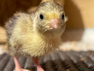 Quail poultry Chinese painted quails - Advert 17