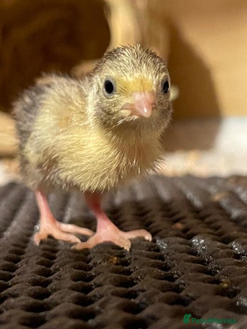 Quail poultry - Advert 1