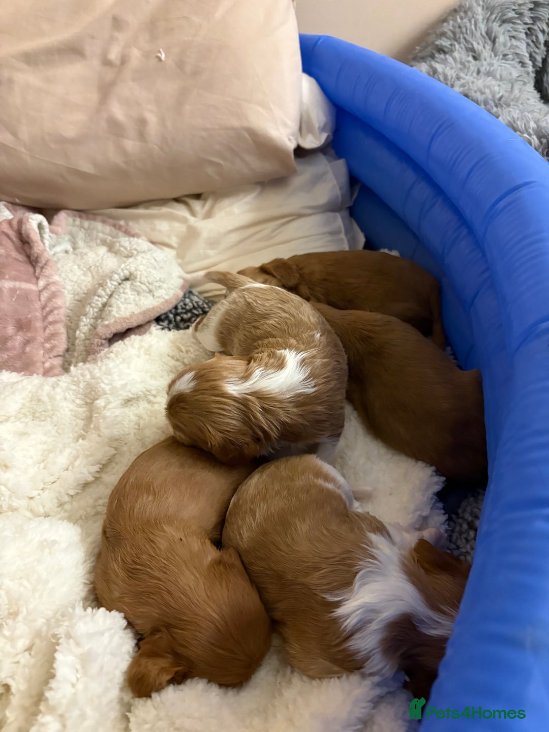 Cavalier King Charles Spaniel dogs for sale: puppies for sale💕🍼🫶🏼 - Advert 3