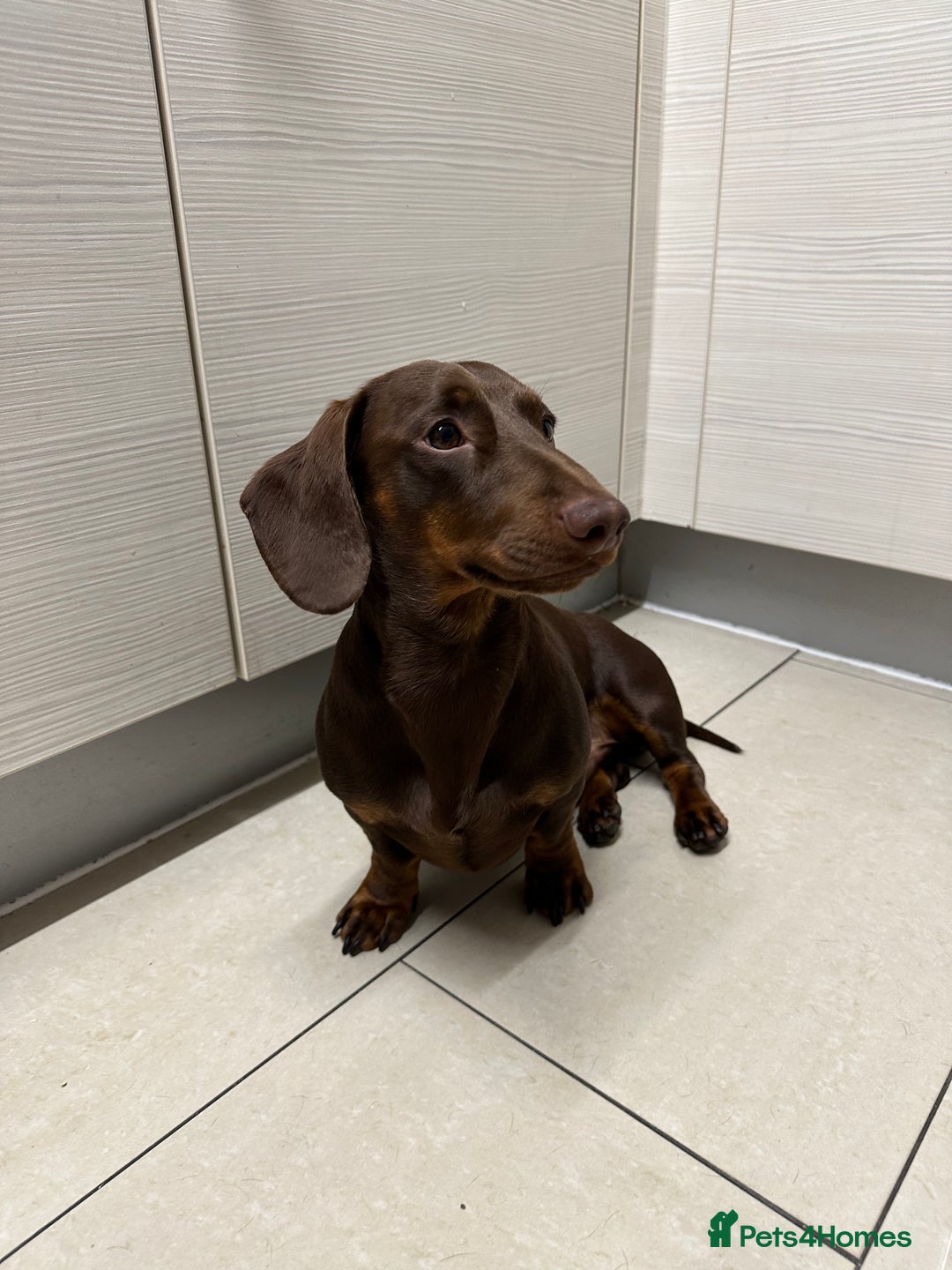 Dachshund dogs for stud: *STUD* mini in Romford - Advert 6