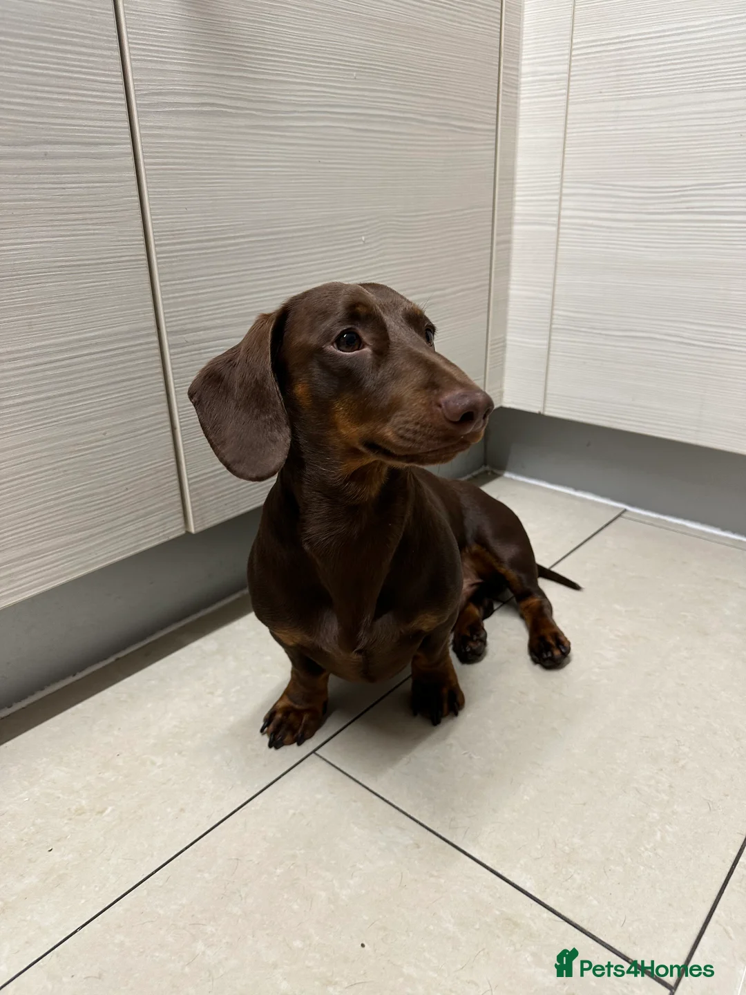 Dachshund dogs for stud: *STUD* mini in Romford - Advert 6