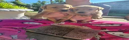 Labrador Retriever dogs for sale: Labrador Puppies  in Fraserburgh - Advert 1