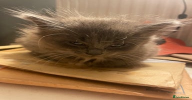 Mixed Breed cats - Advert 11