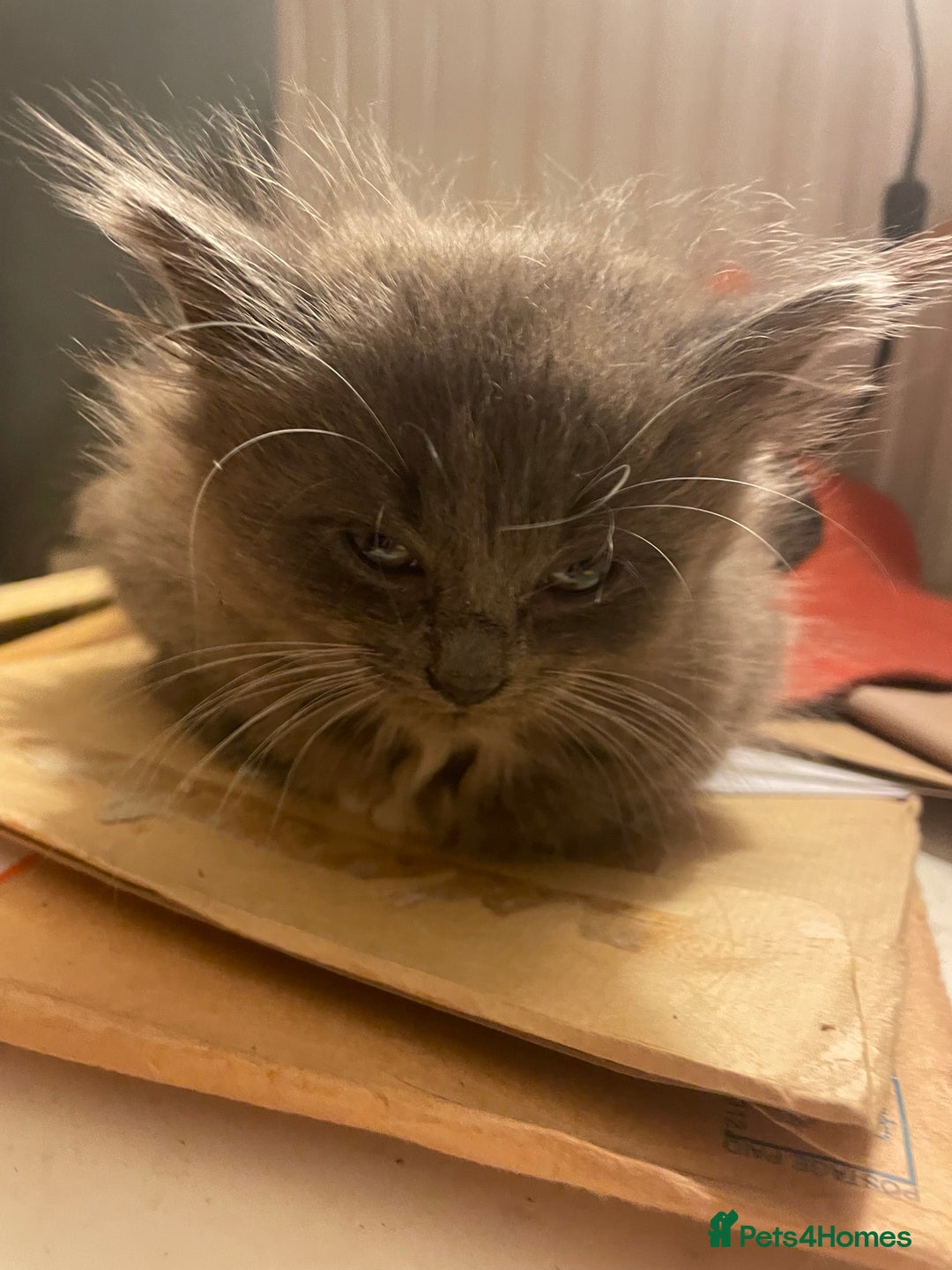 Mixed Breed cats for sale: 3 kittens - Image 2