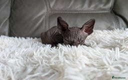 Sphynx cats for sale: Sphynx kittens - Image 5