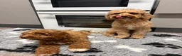Cavapoo dogs for sale: Retuned home to us  - Advert 8