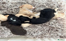 Mixed Breed dogs for sale: REDUCED - Cockapoochi Puppies - READY TO VIEW 🐶 - Image 22
