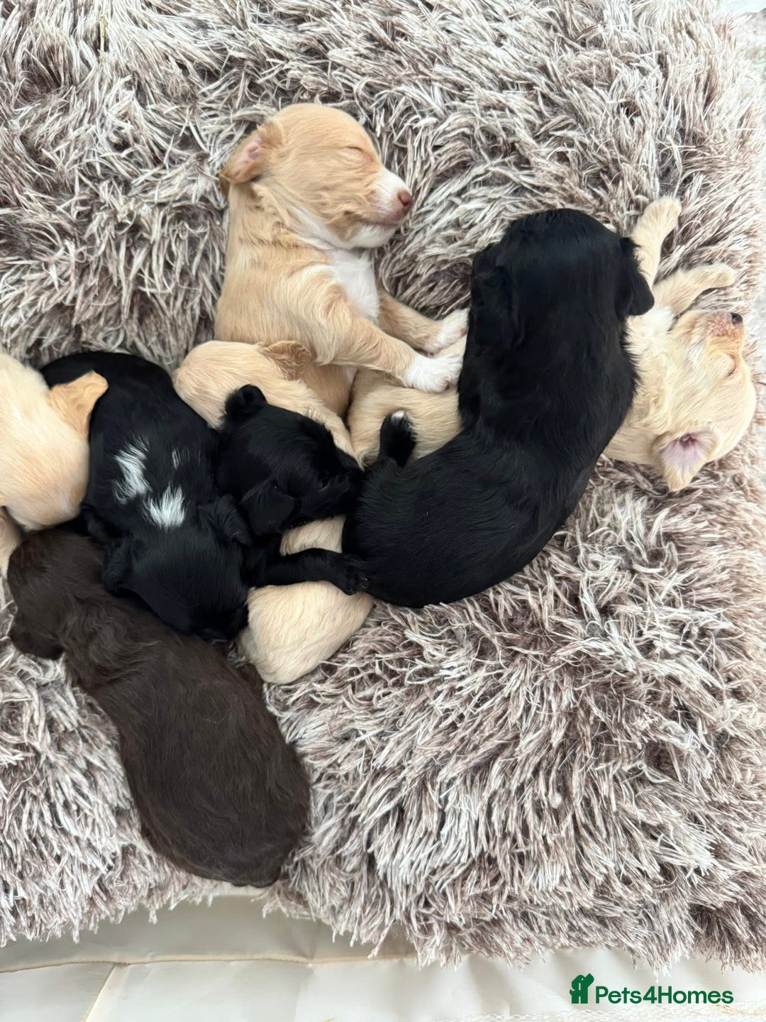 Mixed Breed dogs for sale: REDUCED - Cockapoochi Puppies - READY TO VIEW 🐶 - Image 22