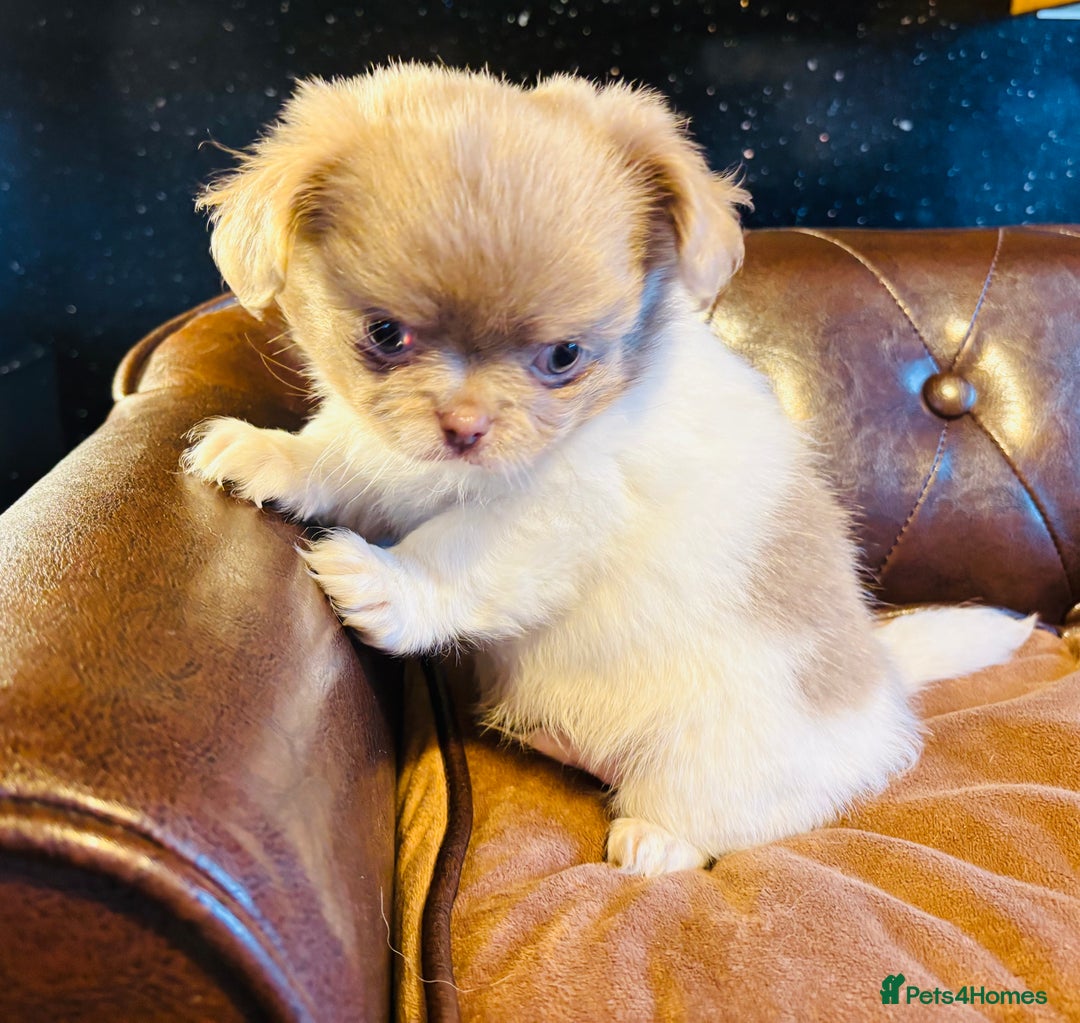 Chihuahua dogs for sale: Handsome long coat tiny chihuahua boy puppies  - Advert 6