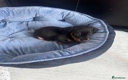 Chihuahua dogs for sale: Miniature dashshund Only 8 weeks old - Image 6