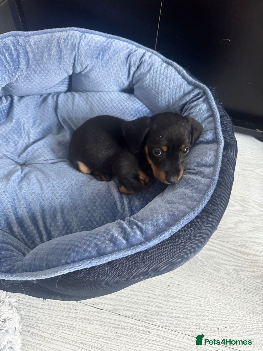 Chihuahua dogs for sale: Miniature dashshund Only 8 weeks old - Image 6