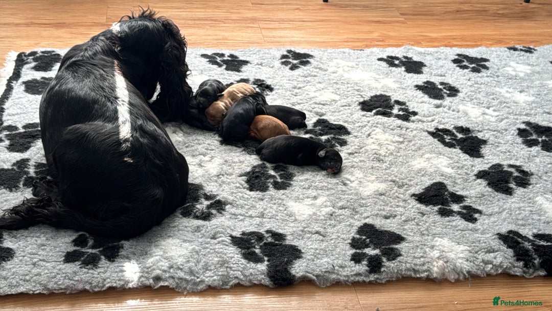 Cocker Spaniel dogs for sale: Stunning Cocker Spaniel puppies - Image 6