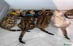 Bengal cats for sale: Top quality pure breed bangal kittens available  - Image 22