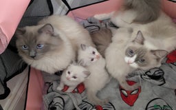 Ragdoll cats for sale: 6 beautiful pure Ragdoll  - Image 7