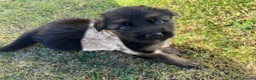 German Shepherd dogs for sale: 🐾🐶 GERMAN SHEPHERD PUPPIES FOR SALE 🐶🐾 in King's Lynn - Advert 5