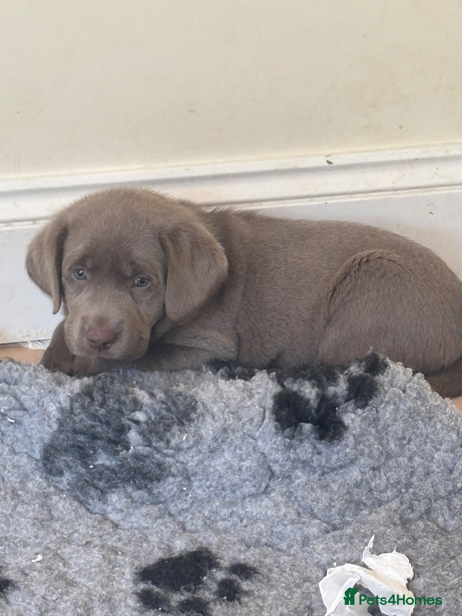 Labrador Retriever dogs 🐾✨ Silver Lab Pups – Little Girl RED left   - Advert 1