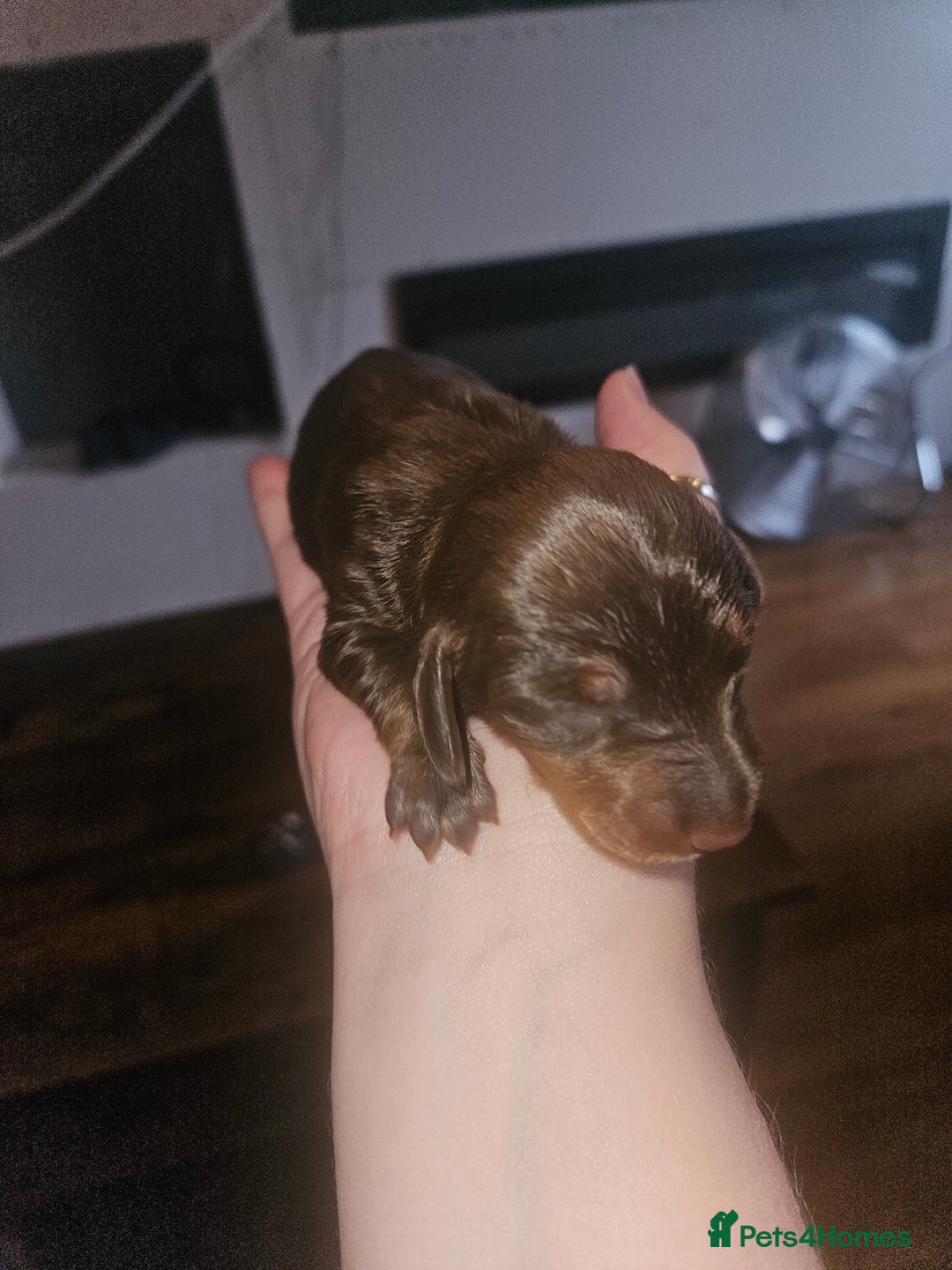 Dachshund dogs for sale: 3/4 Dachsunds  - Image 5