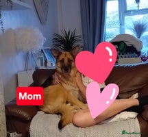 German Shepherd dogs - Advert 7