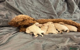Maltipoo dogs for sale: Stunning litter of tiny maltipoos - Image 11