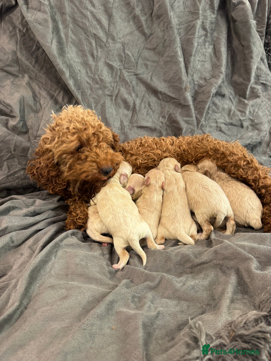 Maltipoo dogs for sale: Stunning litter of tiny maltipoos - Image 11