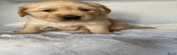 Golden Retriever dogs for sale: Chunky kc registered golden retriever puppy’s  - Advert 18