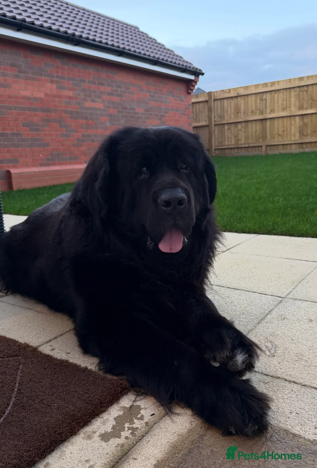 Newfoundland dogs for stud: Archer - KC Registered Stud Service in Bridgwater - Advert 1