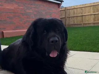 Newfoundland dogs Archer - KC Registered Stud Service - Advert 9