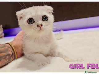 Scottish Fold cats Scottish Fold Kittens - Advert 17