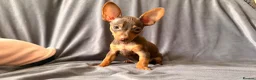 Russian Toy Terrier dogs for sale: Russian Toy Terrier - Advert 26