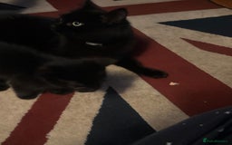 Mixed Breed cats for sale: 4 playful fluffy long haired black kittens  - Image 4