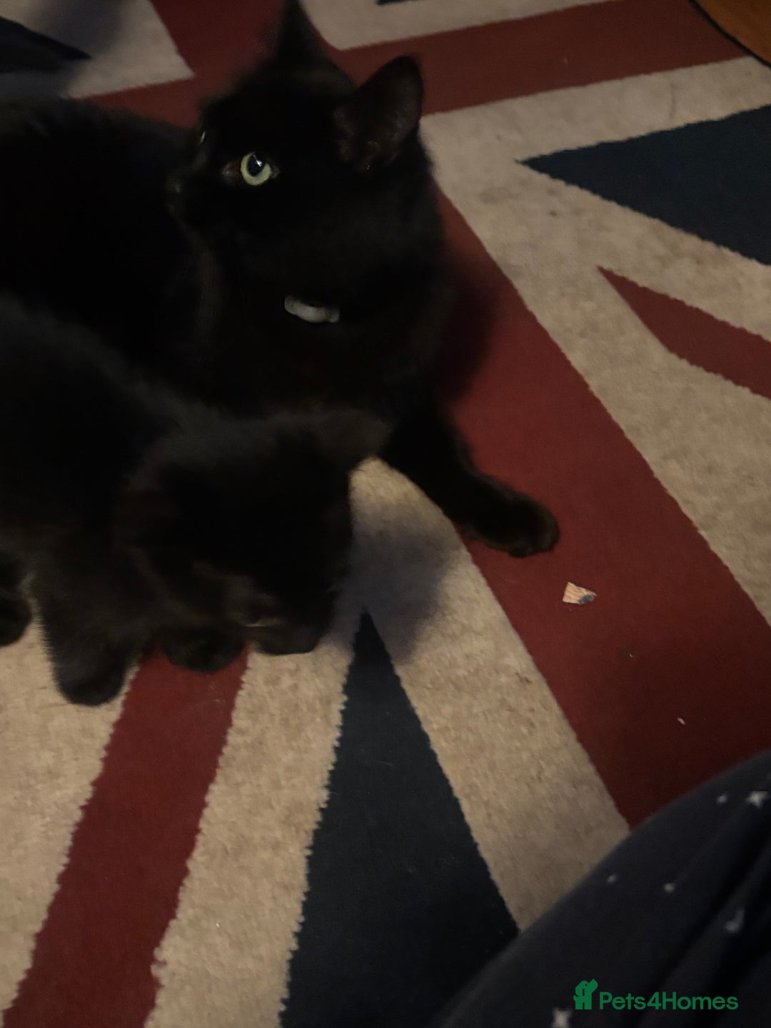 Mixed Breed cats for sale: 4 playful fluffy long haired black kittens  - Image 4