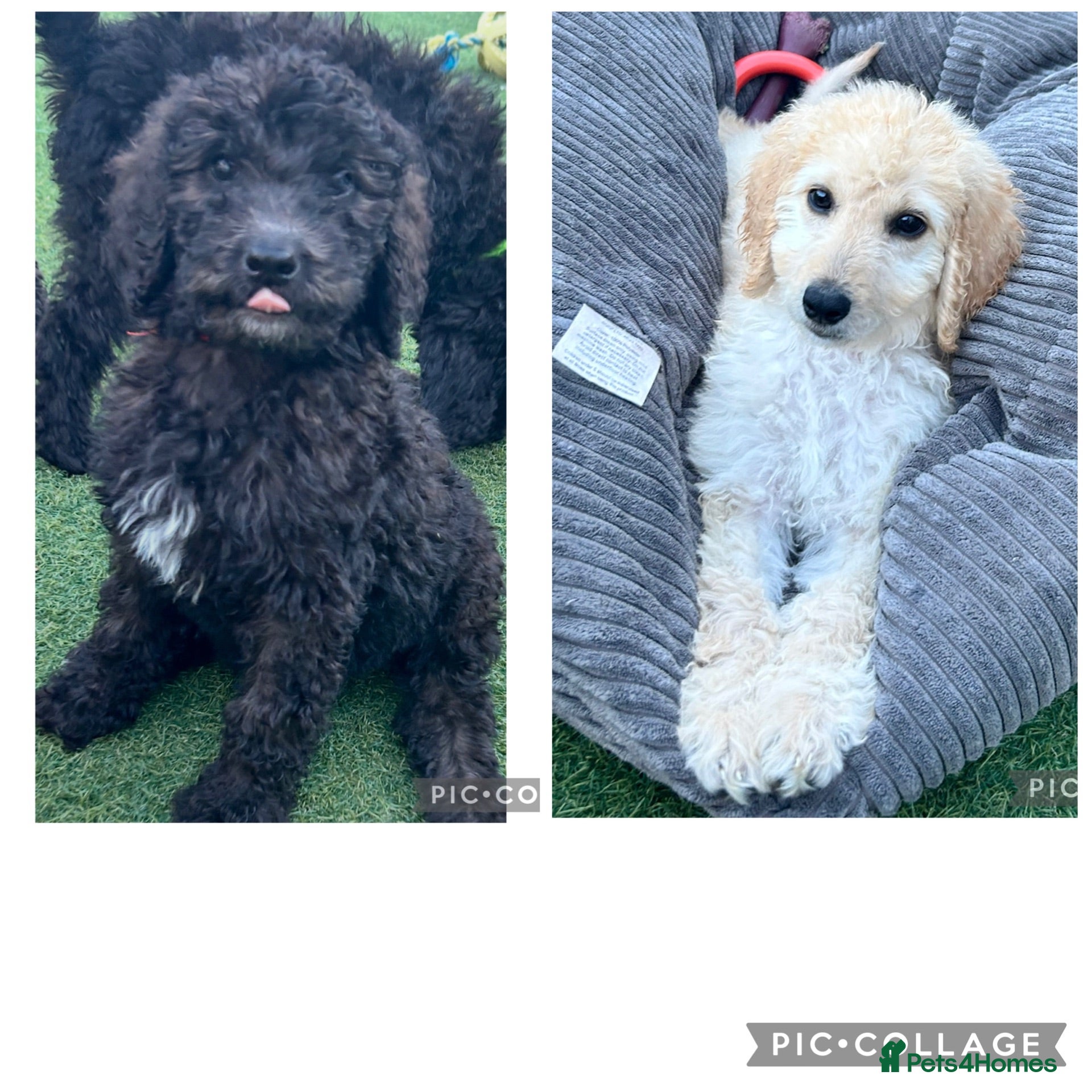 Labradoodle dogs Chunky health tested f1bb standard labradoodles  - Advert 1